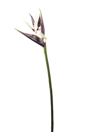 5351_iskusstvennyy-tsvetok-bird-of-pa (1)